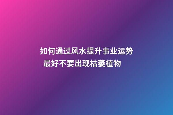 如何通过风水提升事业运势  最好不要出现枯萎植物